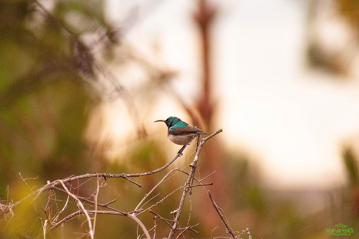 A la rencontre des oiseaux
